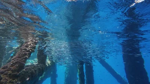 Marine Ecosystem Formed Beneath the Pillars of an Offshore Drilling Platform 動画素材 337677039