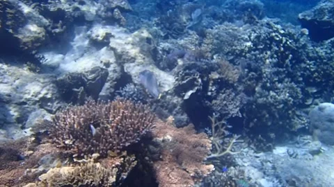 Marine ecosystem underwater view / blue ocean wild nature in the sea Stock Footage 242939769