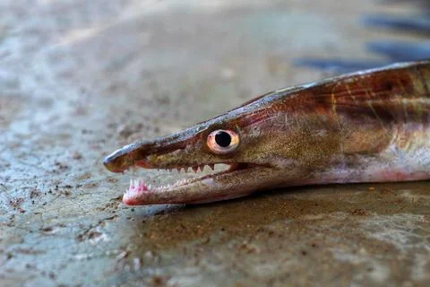 Marine eel fish in nice blur background HD Stock Photos