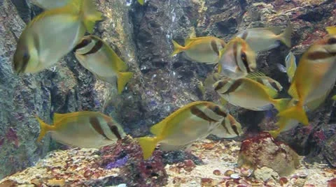 Marine fish Stock Footage 12296785