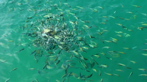 Marine fish Stock Footage 46804372