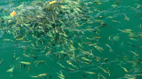 Marine fish Stock Footage 46804396