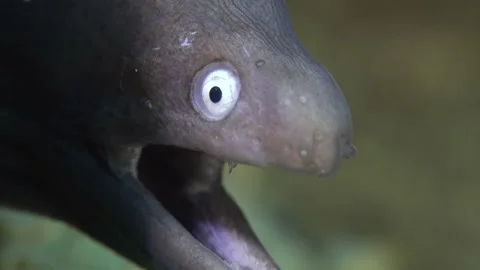 Marine fish Stock Footage 230034723