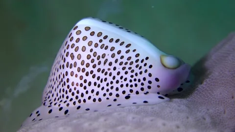 Marine fish Stock Footage 230034782