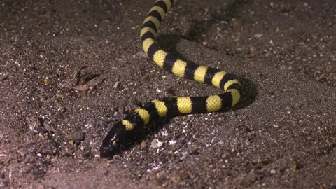 Marine fish Stock Footage 230034852