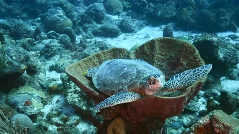 Marine fish Stock Footage 230034930