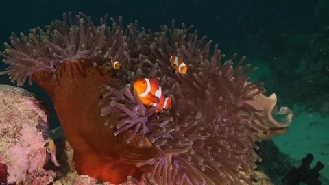 Marine fish Stock Footage 230069188