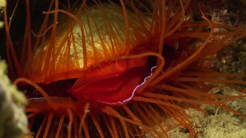 Marine fish Stock Footage 230069322