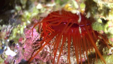 Marine fish Stock Footage 230069406