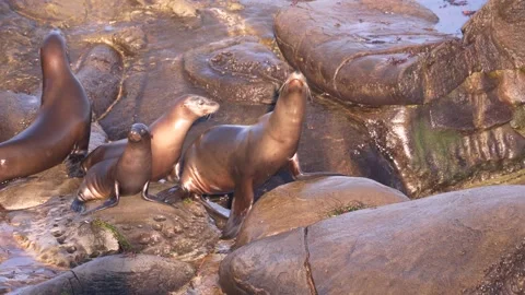 Marine fish Stock Footage 230069508