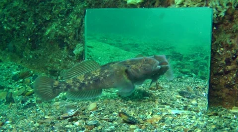 Marine fish goby studying its reflection in the mirror. Stock Footage 63338990