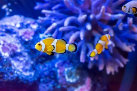 Marine fish Foto stock