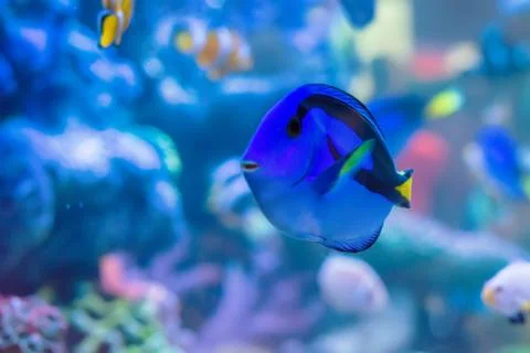 Marine fish Foto stock