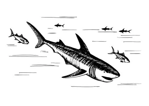 Marine fish predators Stock Illustration