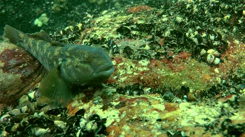 Marine Fish Round Goby Neogobius Melanostomus Clip 63064902