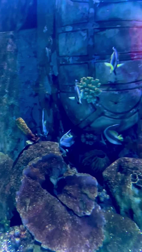 Marine Fish Swimming Through a Large Tropical Aquarium with Underwater  库存影片 338254843