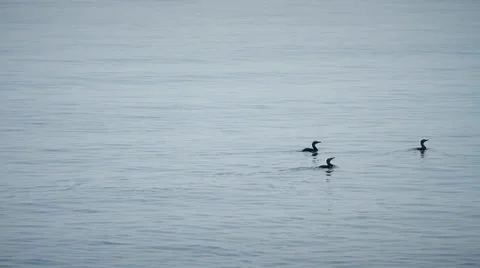 Marine gannets Stock Footage 37839990