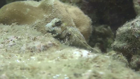 Marine goby in the lembeh strait Video stock 102905514