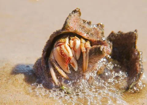 Marine hermit crab with shell Stock Photos