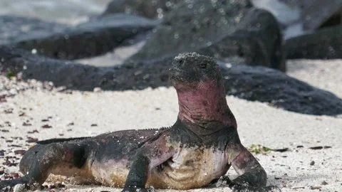 Marine iguana basking in the sun on beach with slowly moving head and eyes Vidéo 341292679