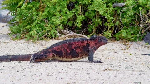 Marine Iguana on the beach Stock Footage 85391175