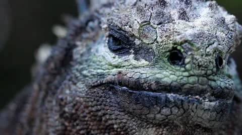 Marine Iguana - close up Stock-Footage 12373560