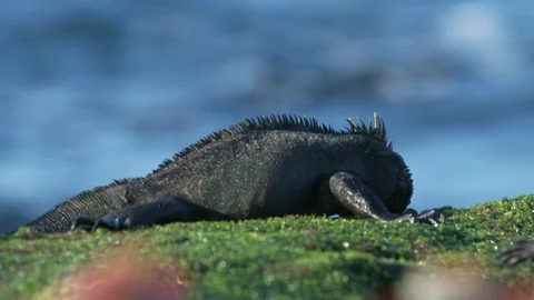 Marine iguana eats on a rock Stock Footage 111274384