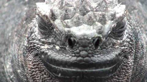 Marine iguana Stock Footage