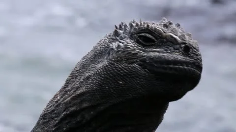 Marine Iguana Stock-Footage 12374323