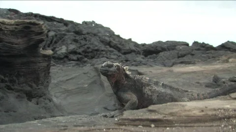 Marine Iguana on the Galapagos Islands Stock Footage 297053