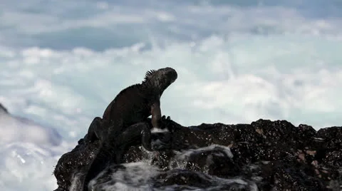 Marine iguana Galapagos Islands Stock Footage
