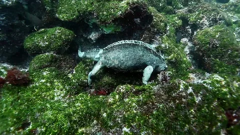 Marine Iguana gnaws algae on stone underwater ocean. 库存影片 110938158