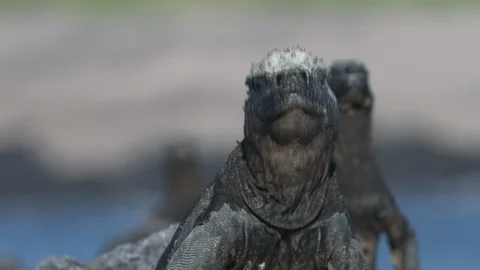Marine iguana head nodding Stock Footage 111274703