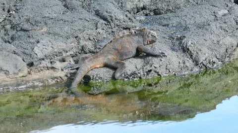Marine iguana lizard resting on rock with water below on Galapagos Islands Stock Footage 341292687