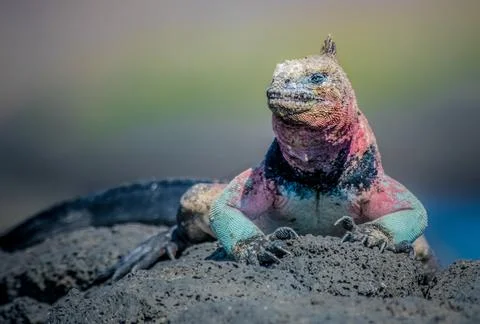 Marine Iguana Stock Photos