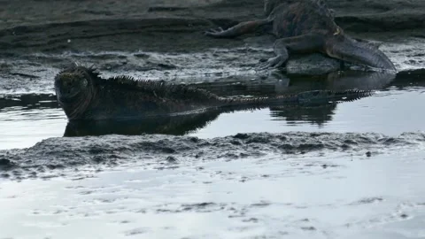 Marine iguana resting in water with reflection and surface ripples flowing Stock Footage 341292657