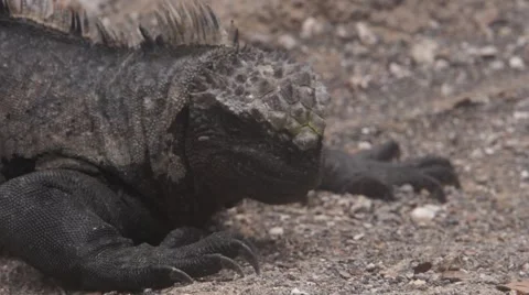 Marine iguana snorting out salt-water, Galapagos islands 動画素材 55573338