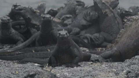 Marine iguana stack, Galapagos  Stock Photos