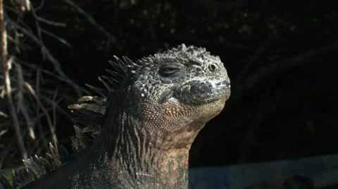 Marine Iguana Sunbathing Видео 10713231