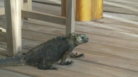Marine iguana with tracking Stock Footage 769627