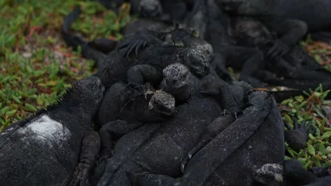 Marine iguanas resting on a sandy beach in the Galapagos islands 스톡 동영상 337449166