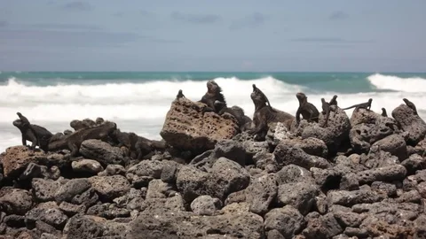 Marine Iguanas taking a sunbath Stock Footage 80662132