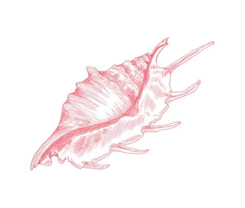 Marine lambis shell or conch in hand drawn sketch style, vector illustration Stock Illustration