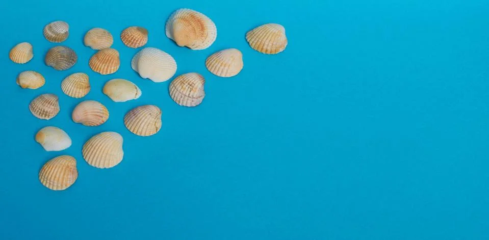 Marine layout. Lots of small shells on a blue background. Banner Stock Photos