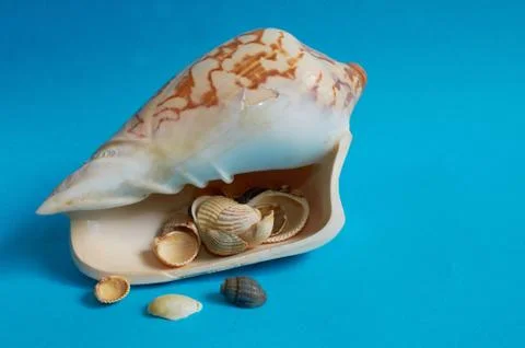 Marine layout. Many small shells lie inside a large white shell on a blue bac Stock Photos