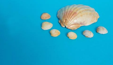 Marine layout. One big shiny shell and many small shells on a blue background Stock Photos