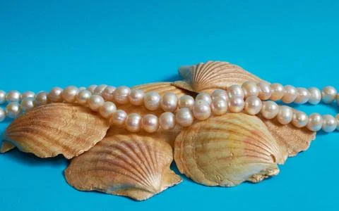 Marine layout. Several seashells and pearl beads on a blue background. Stock Photos