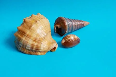 Marine layout. Three seashells on a blue background. Stock Photos