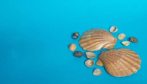 Marine layout. Two large shiny shells and many small shells on a blue backgro Stock Photos