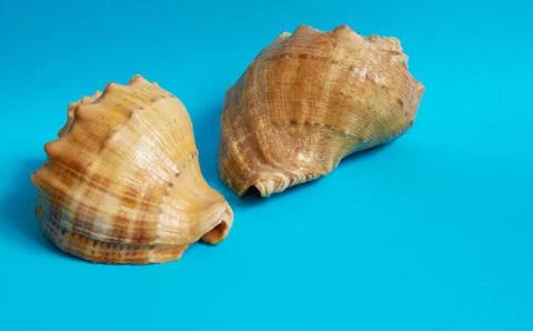 Marine layout. Two seashells on a blue background. Stock Photos